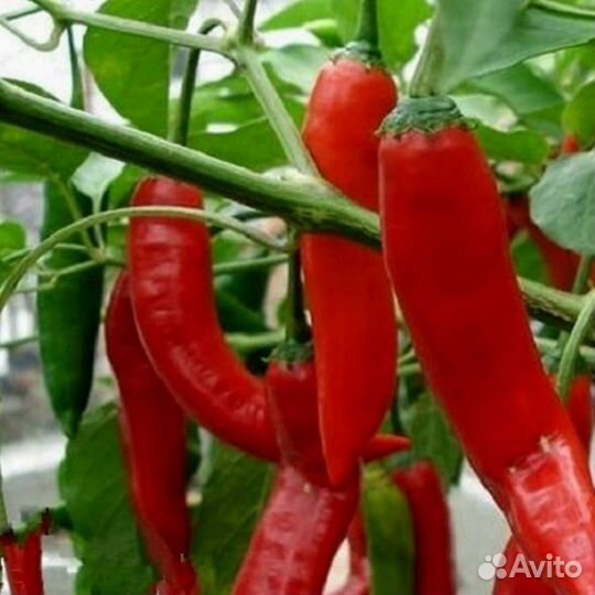 Рассада острого перца