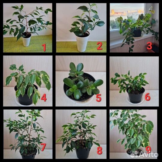 Фикус, березка, денежное дерево