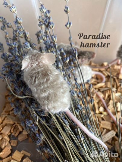 Мышки кучерявые