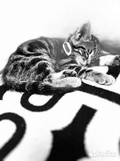 Бенгальская