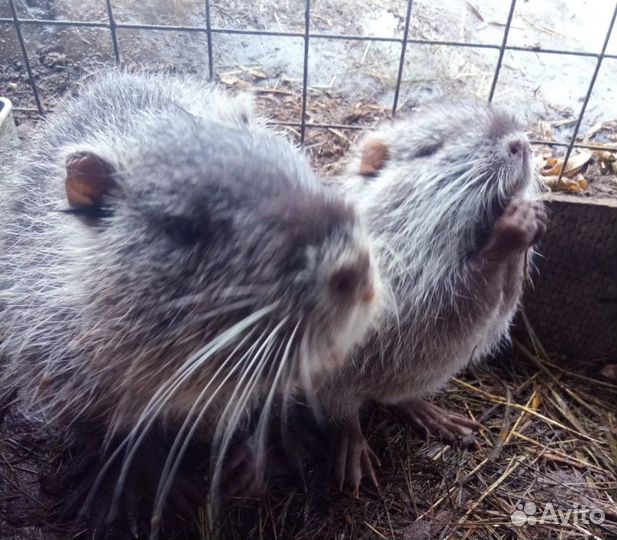 Щенки нутрий разного окраса