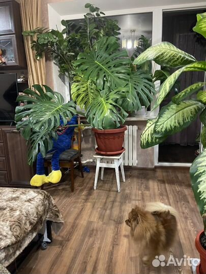 Монстера большая