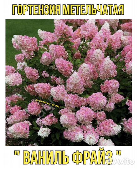 Гортензия метельчатая