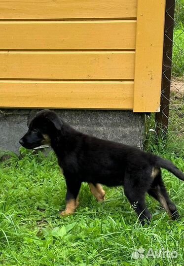Щенки Восточно европейской овчарки