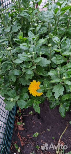 Хризантемы мультифлора