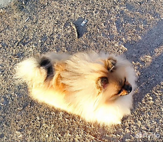 Шпиц мальчик