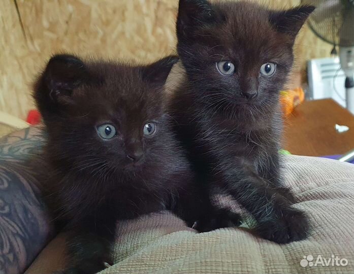 Котята в дар