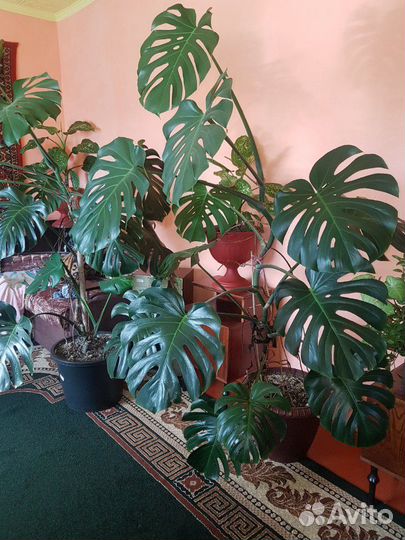 Монстера для офиса