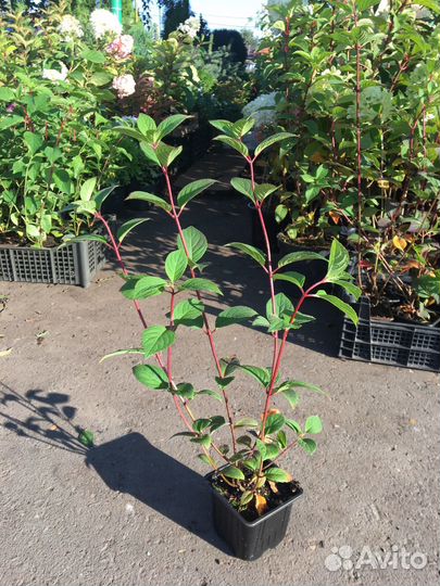 Гортензия метельчатая самарская лидия