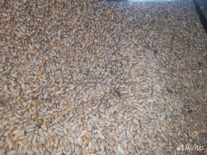 Зерно пшеница