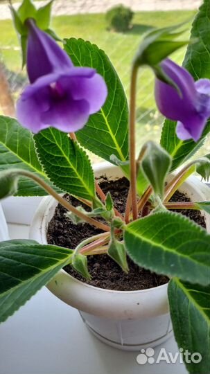 Комнатные цветы