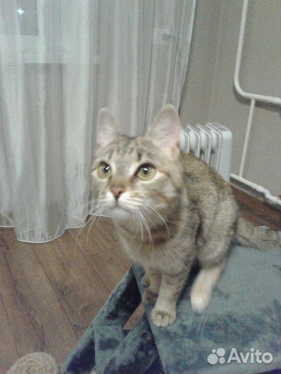 Котенок Шейла в добрые руки