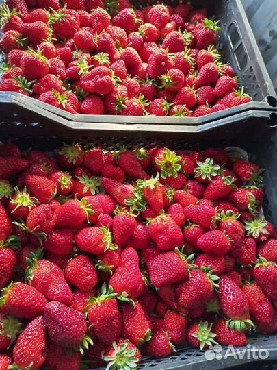 Клубника, малина и др свежая из Киргизии без поср