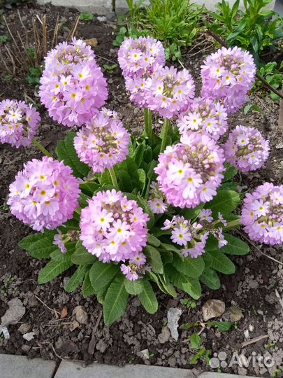 Садовые многолетники