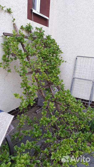 Лимонник китайский саженец