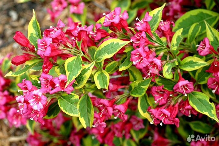 Вейгела в ассортименте С3