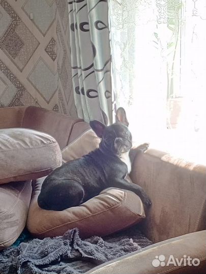 Ищим жениха