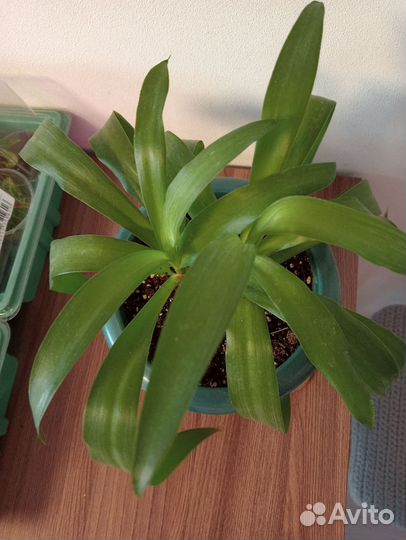 Бамбук, драцена голден Кост, юкка