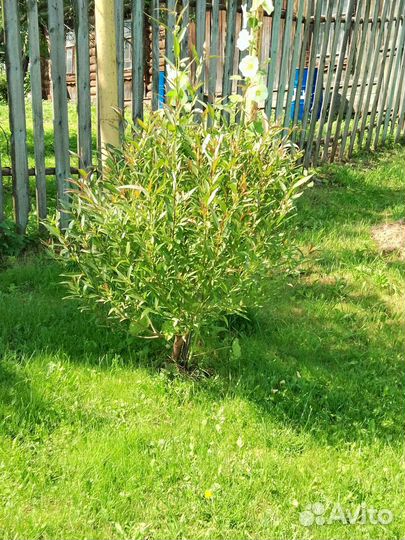 Ива шаровидная. Саженцы