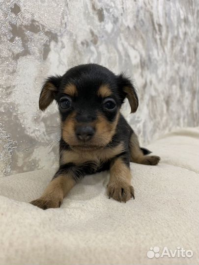 Мини Той-терьер щенки