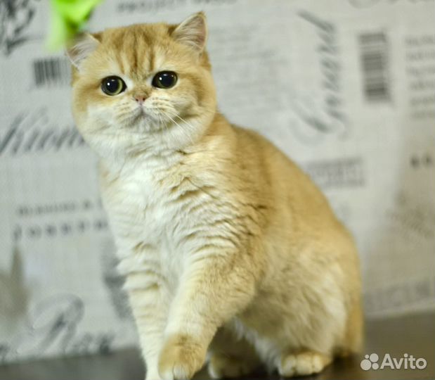 Золотая британская шиншилла девочка BRI NY 12