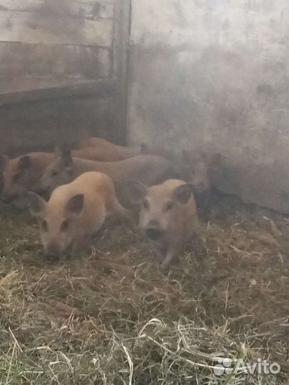 Поросята кармалы