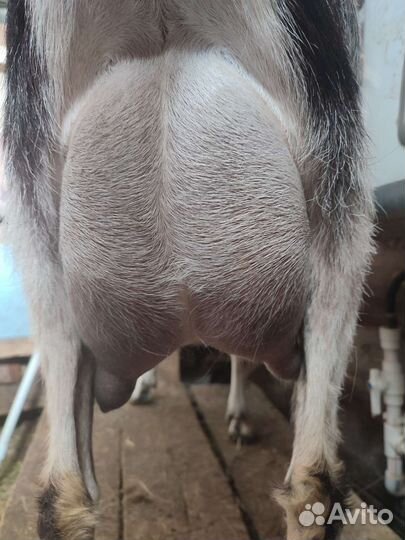 Козлята ламанча