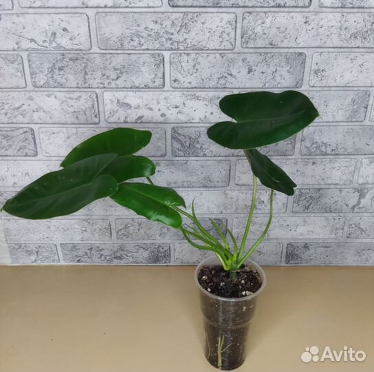 Филодендрон Бурле Макс