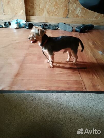 Домашние животные