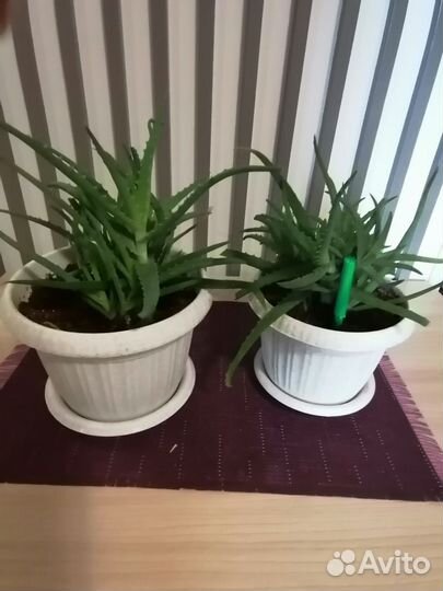 Спатифиллум