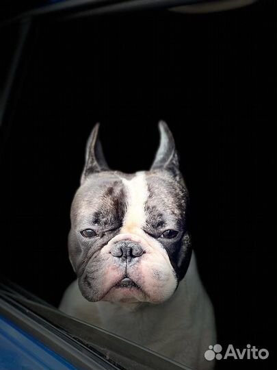 Вязка Французик