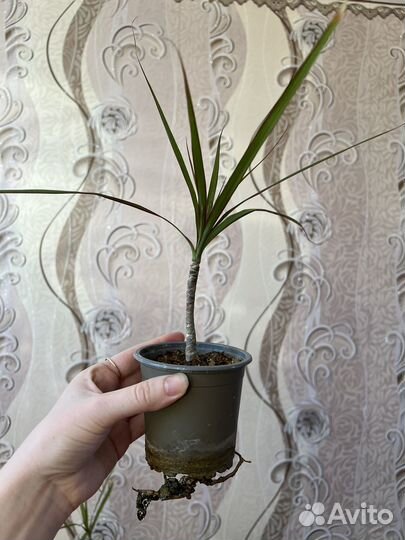 Роза домашняя (гибискус китайская роза)