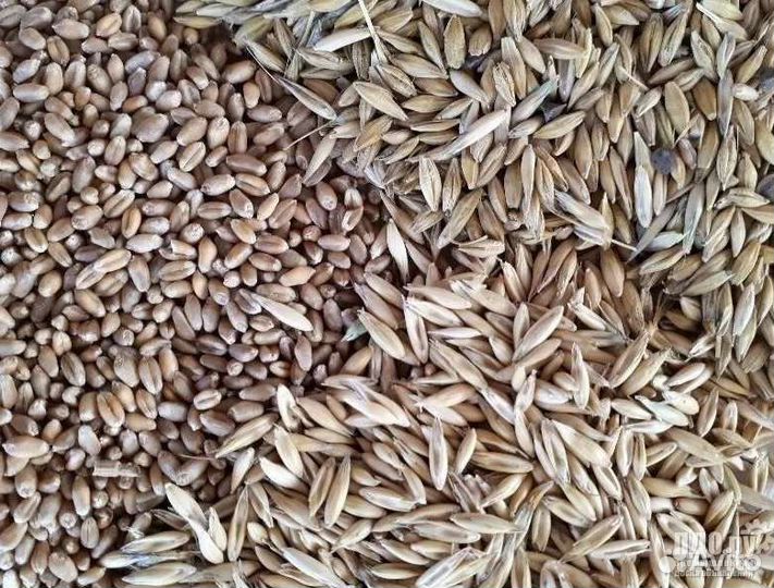 Зерно пшеница овес