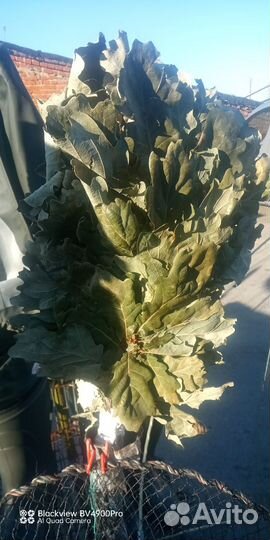 Веники для бани Дуб Липа Береза