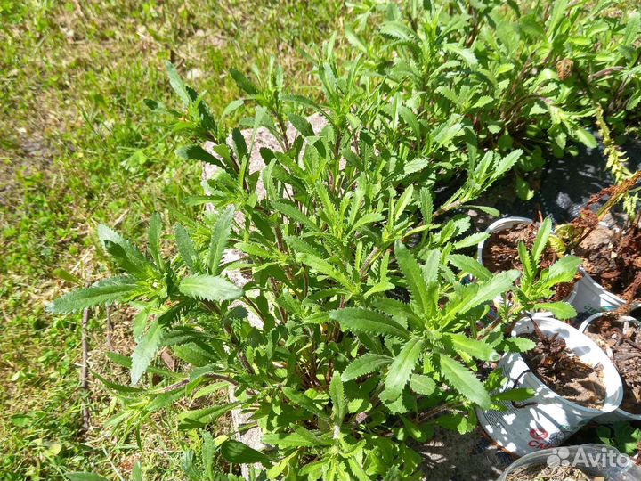 Папоротник страусник