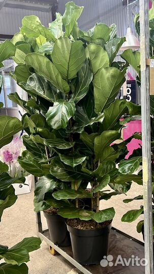 Фикус лирата, высота 180, 3 ствола, крупномер