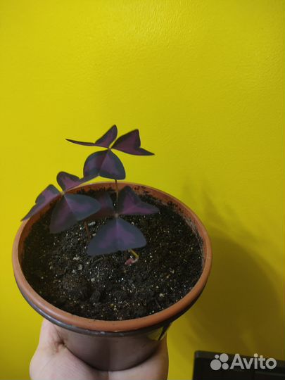 Комнатные растения цветы