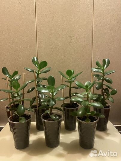 Толстянка (денежное дерево)