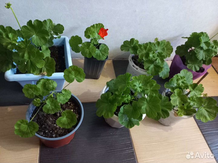 Пеларгония герань сортовая