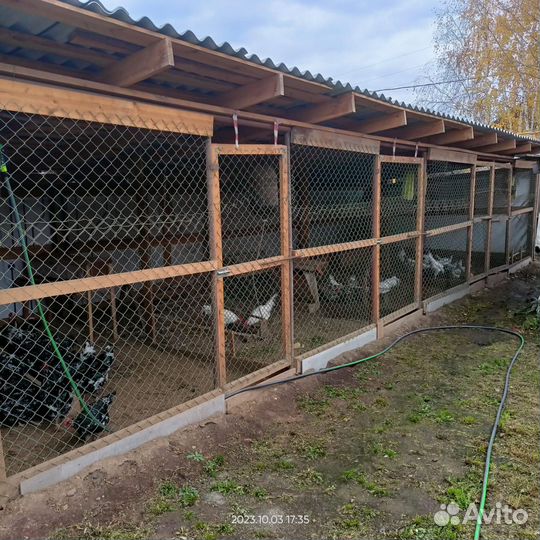 Инкубационное яйцо