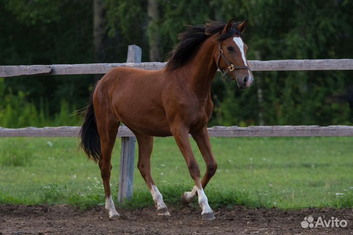 Спортивная тракененская помесь