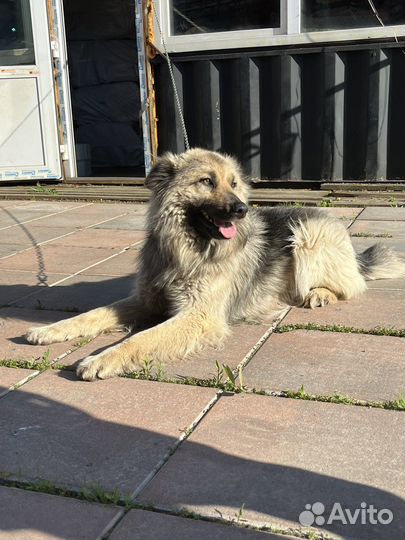 Собака в добрые руки