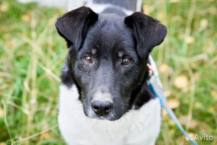 Пожилой пёс в добрые руки