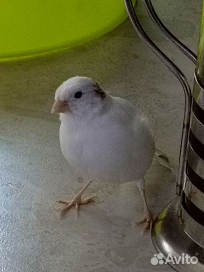 Певчий кенар