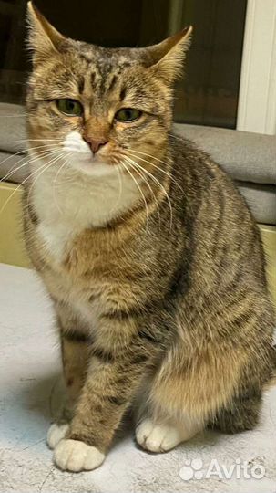 Ириске нужен дом