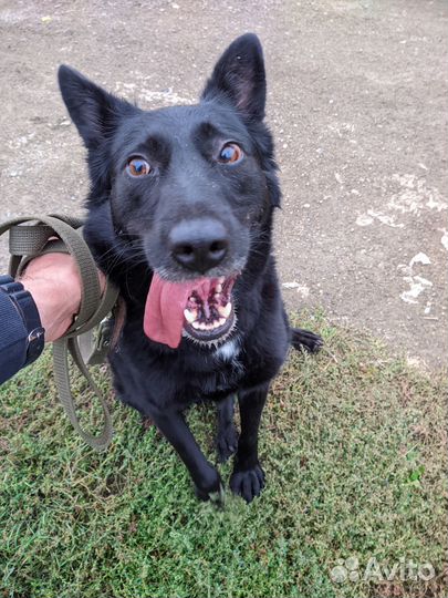 Собаке нужен дом