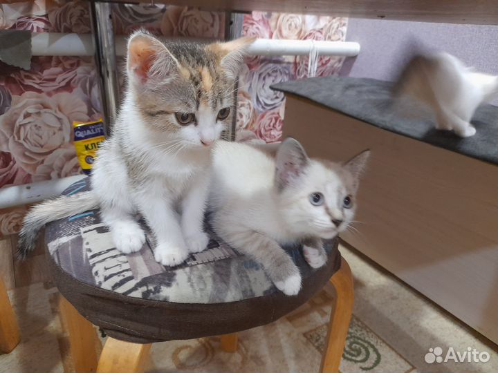 Домашние животные кошки