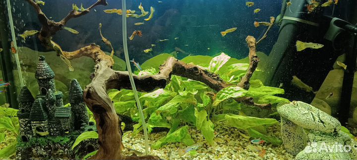 Рыбки гуппи анциструсы