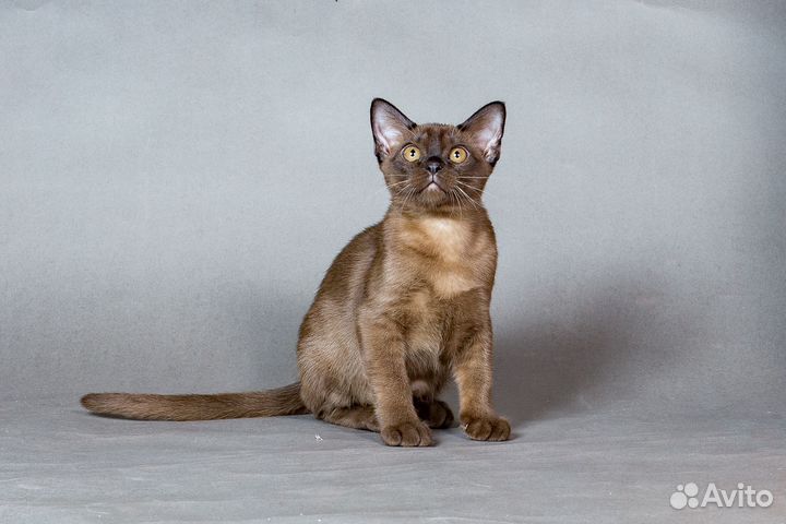 Бурманская