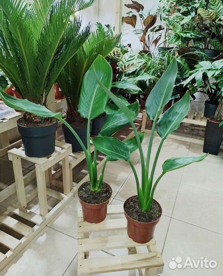 Стрелиция королевская Reginae